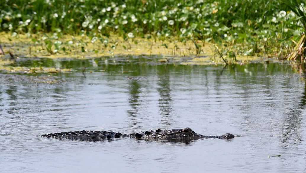 Featured image for Fatal Alligator Attack Claims Life of Woman on Hilton Head Island