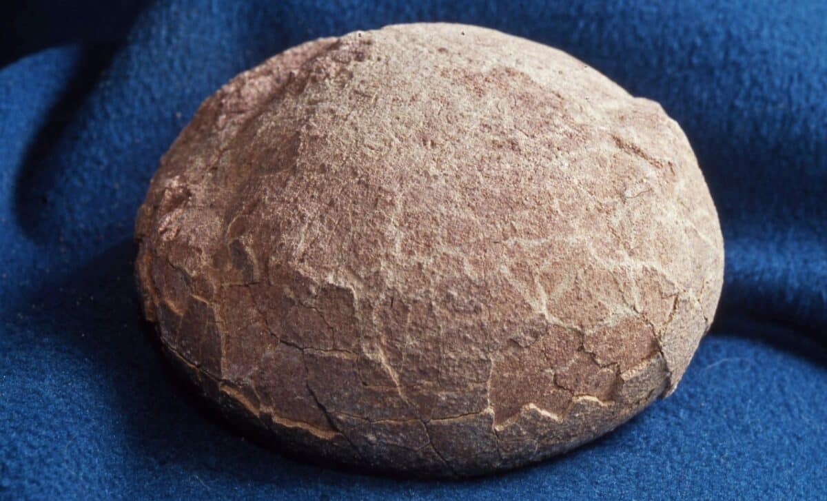 Featured image for Discovery of Crystal Dinosaur Eggs in China Reveals Hidden Fossil Secrets