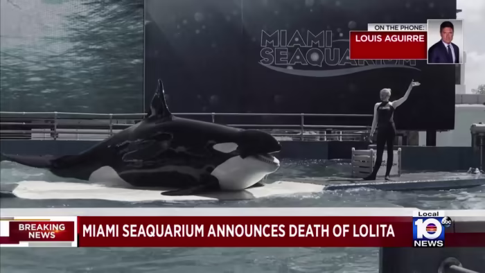 Featured image for Tragic Deaths of Captive Orcas Raise Concerns and Calls for Change