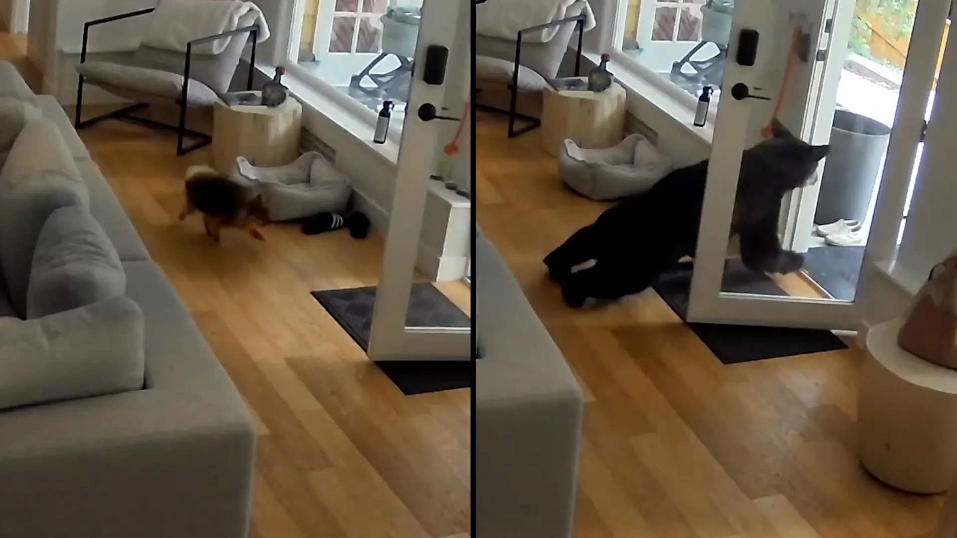 Featured image for Small Pomeranian bravely chases bear from home