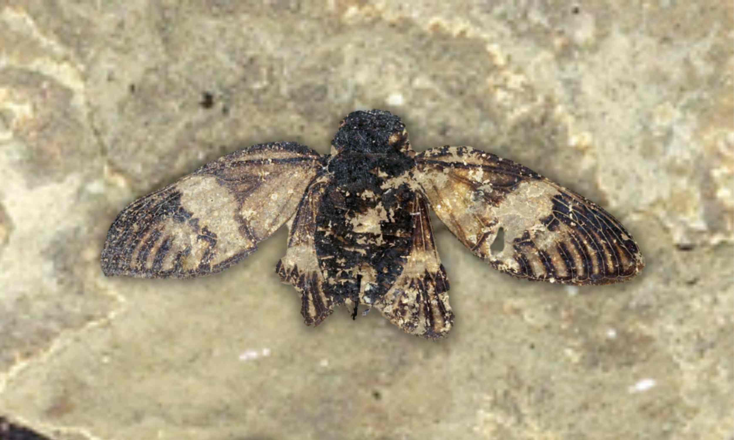 Featured image for Ancient 47-Million-Year-Old Cicada Fossil Reveals Wing Details