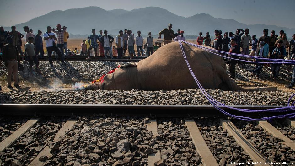 Featured image for High-speed train in India strikes and kills seven elephants in Assam