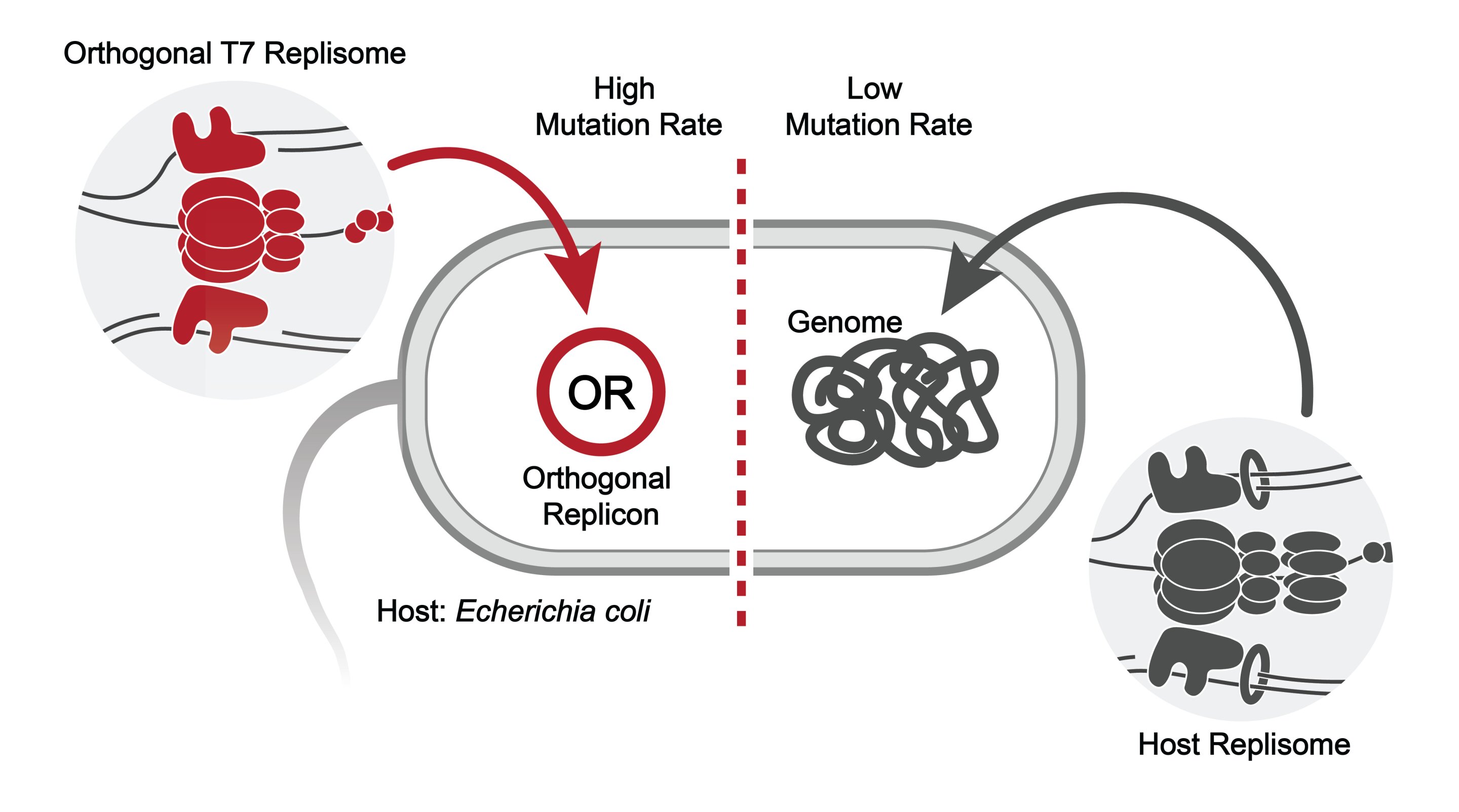 Featured image for Scientists Develop 'Evolution Engine' to Accelerate Protein Reprogramming
