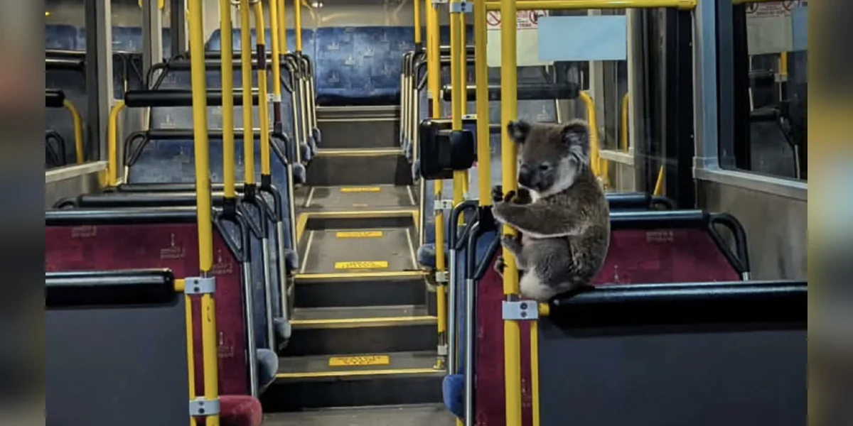 Featured image for Bus Driver Saves Koala by Offering a Ride