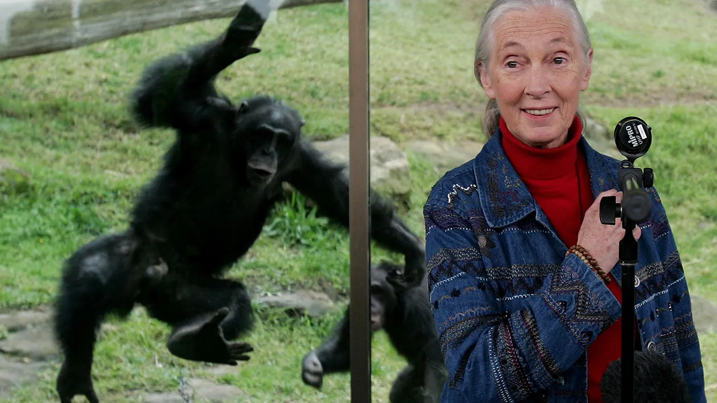 Featured image for Jane Goodall's Last Words and Iconic Moments Revealed