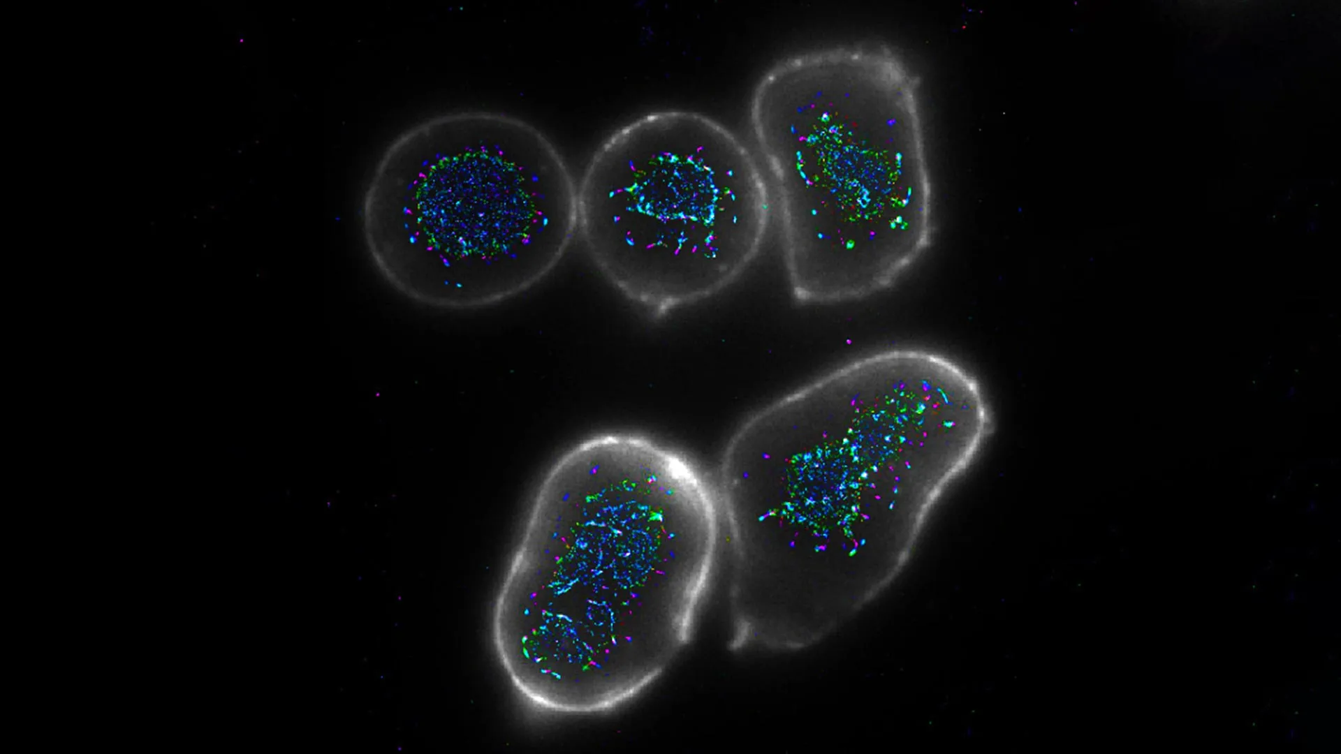 Featured image for Innovative Strategies Enhance Immune Response and Target Cancer Cells