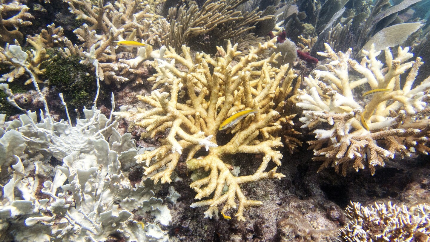 Featured image for "Record High Water Temperatures Trigger Bleaching of Florida Keys Coral Reefs, Warn Scientists"