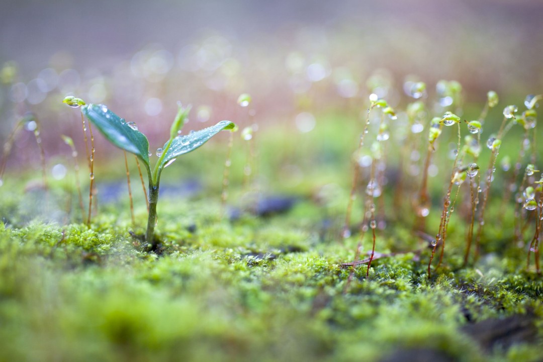 Featured image for Moss: A Vital Component for the Planet, Scientists Find.