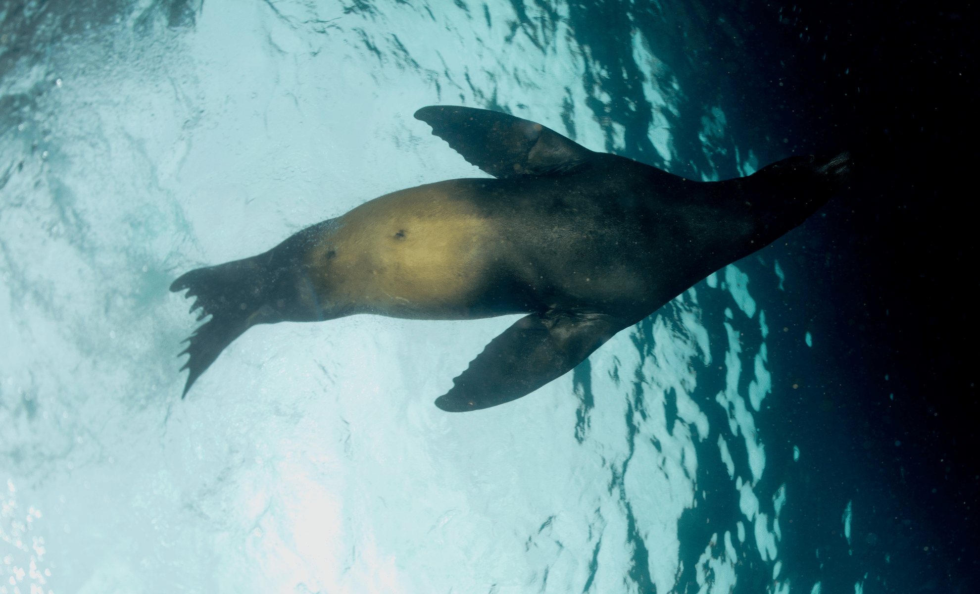 Featured image for First Underwater Footage Captures Elusive Antarctic Species