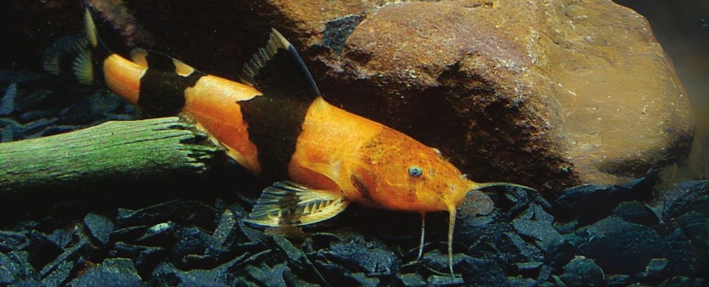 Featured image for Thousands of Bumblebee Catfish Climb Waterfalls in Stunning First-Ever Footage