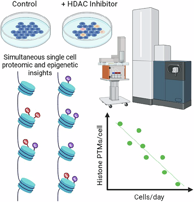 Featured image for Single-Cell Proteomics and Epigenetics Reveal Effects of Histone Deacetylase Inhibition