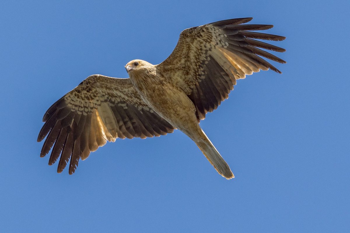 Featured image for Nature’s 10 Strangest Killers Using Fire, Wind, and Heat