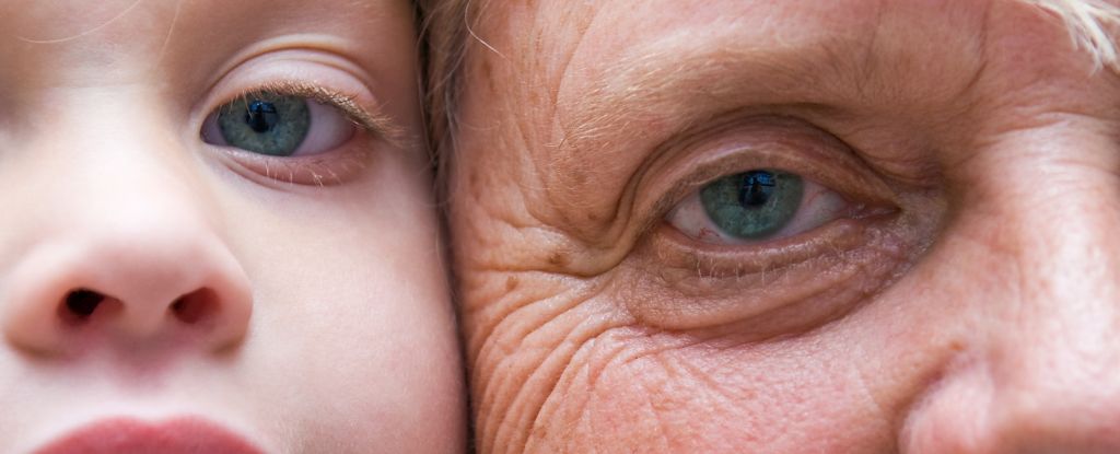 Featured image for Research Shows Accelerated Organ Aging Begins at Age 50