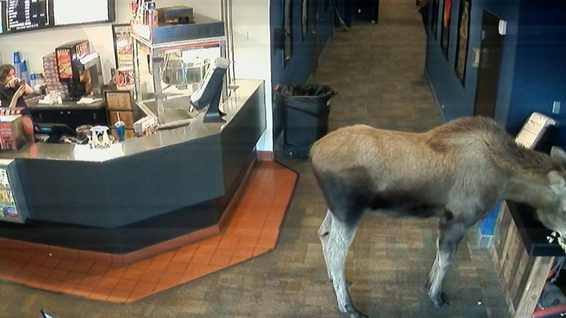 Featured image for Moose Sneaks into Alaska Movie Theater for Snacks