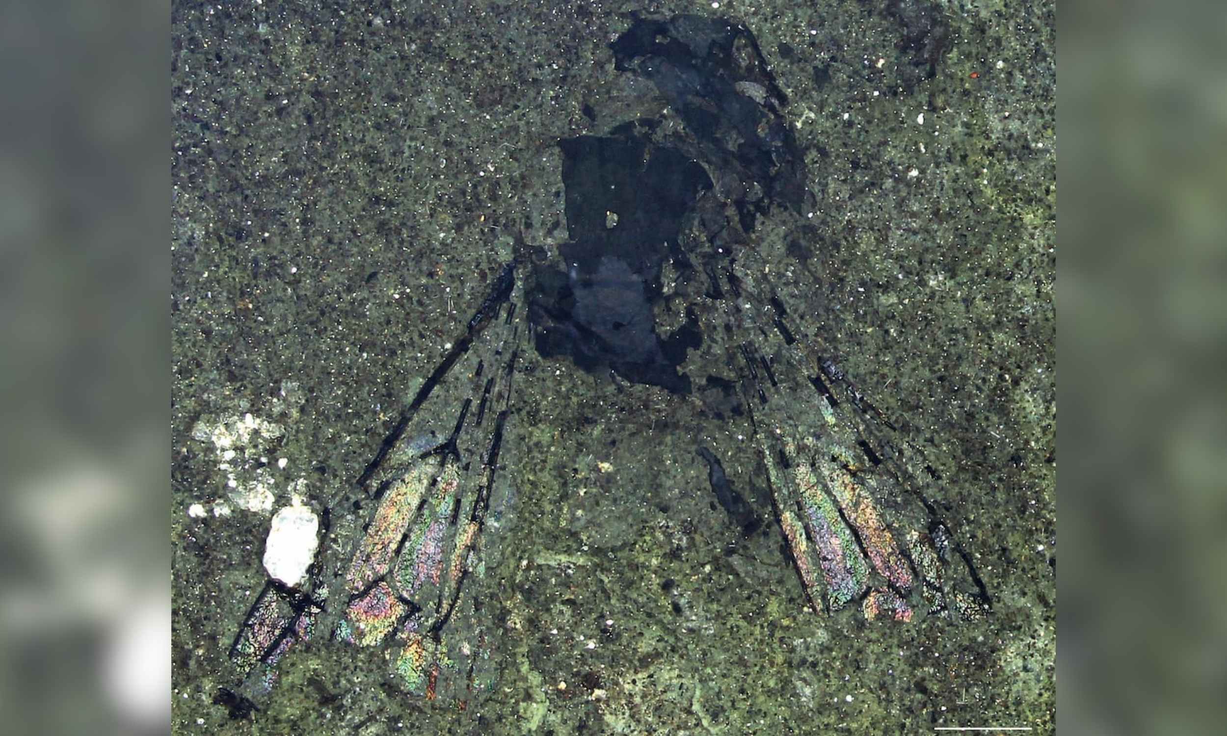 Featured image for Ancient 14.6-Million-Year-Old Bee Challenges Evolutionary Theories