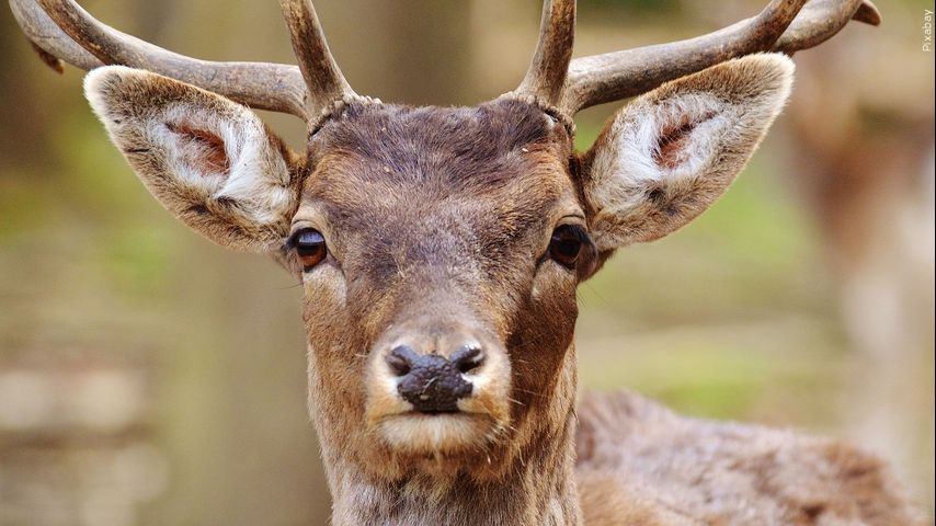 Featured image for Louisiana Declares Emergency After Chronic Wasting Disease Detected in Concordia Parish Deer