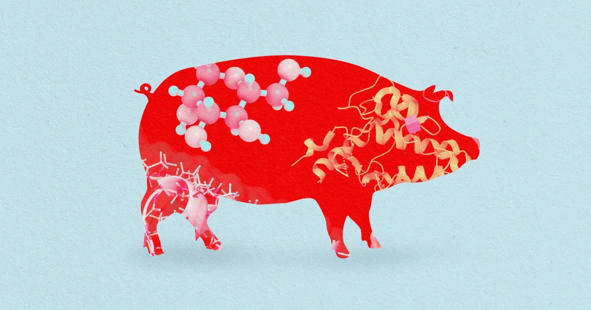 Featured image for "Pig-inspired diet may fight obesity in humans"