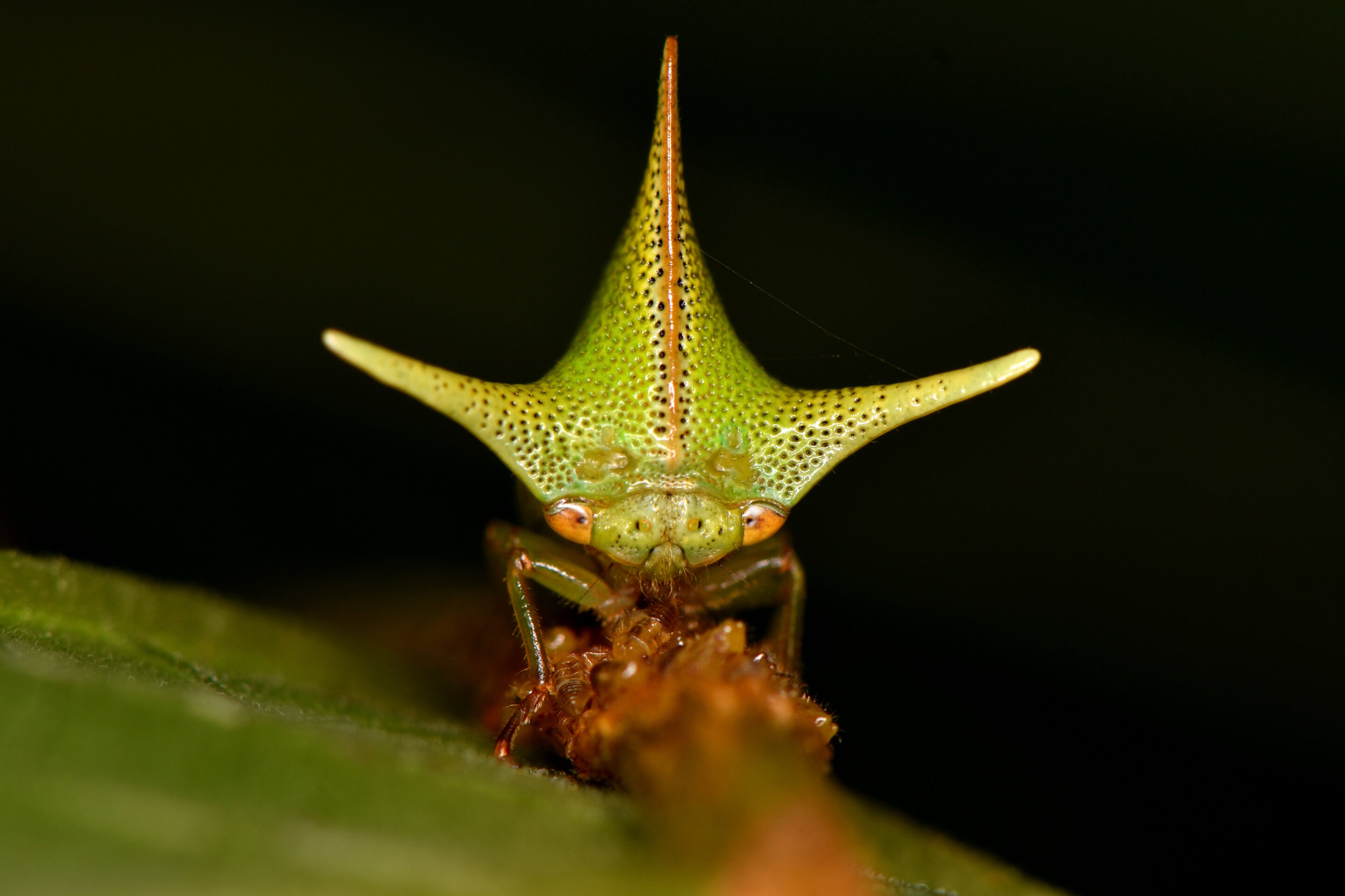 Featured image for Static Electricity May Influence Treehopper Body Shape Evolution