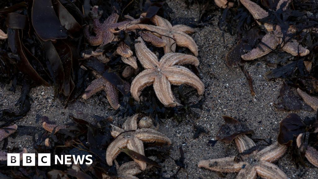 Featured image for Thousands of Starfish Wash Up on Scottish Beaches, Baffling Experts