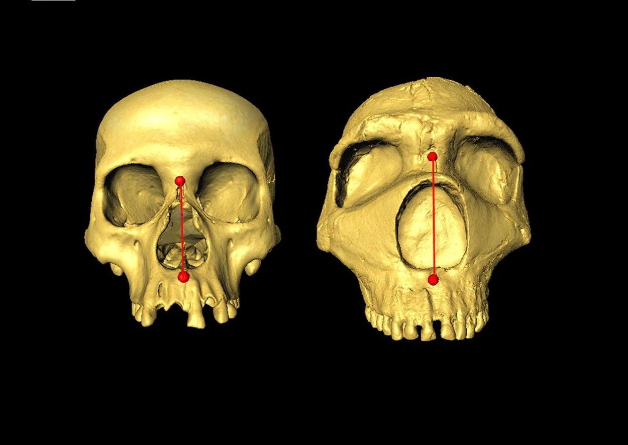Featured image for Neanderthal Gene Shapes Modern Human Noses
