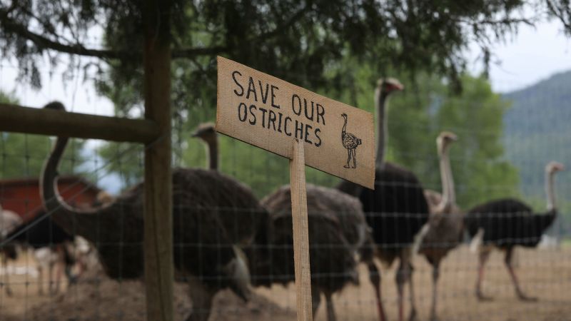 Featured image for Canadian Court Approves Ostrich Cull Despite Legal and Public Opposition
