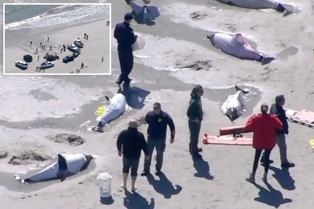 Featured image for Tragedy Strikes as Eight Dolphins Found Dead on Jersey Shore Beach