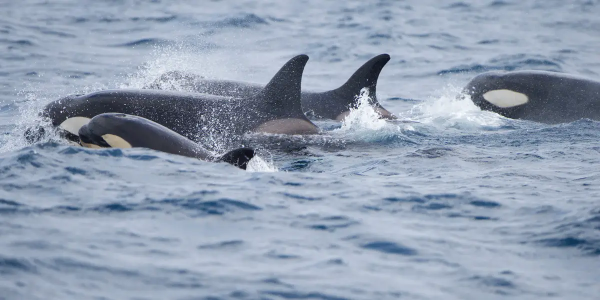 Featured image for Increasing Orca Attacks on Boats off Spain and Portugal Baffle Scientists
