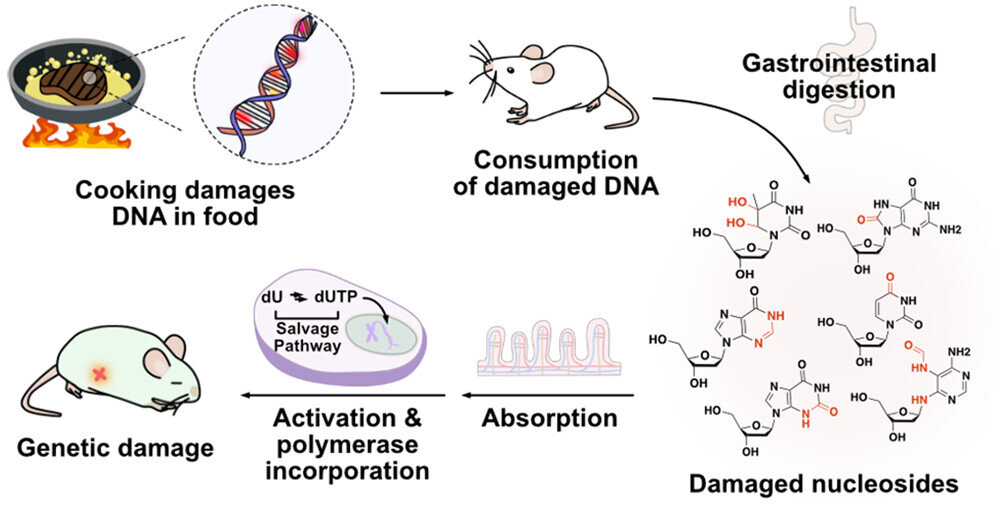 Featured image for Heat-Damaged DNA in Food Linked to Genetic Risks in Mice Study