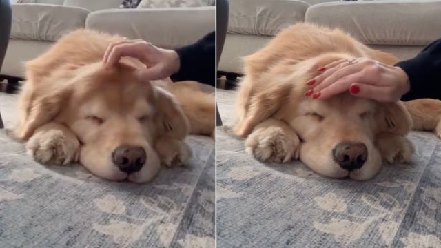 Featured image for Golden Retriever Receives Sweet Mid-Sleep Pets from Mom
