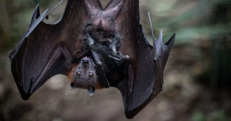 Featured image for Tourist's Bat Encounter Leads to $21K Medical Bills