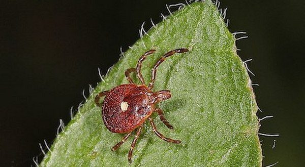 Featured image for Rising Red Meat Allergies Linked to Tick Bites and Dietary Shifts