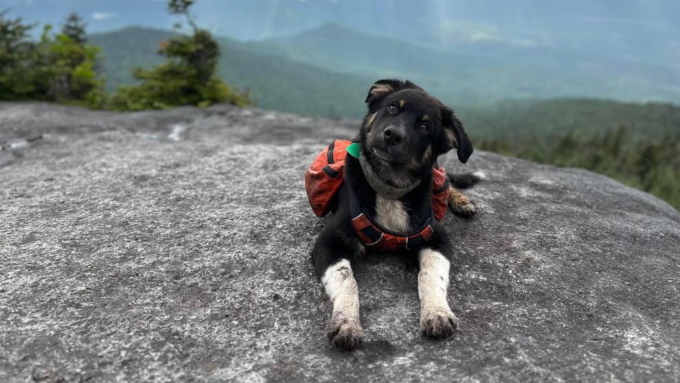 Featured image for Lost puppy reunited with owner thanks to DEC ranger and hikers.
