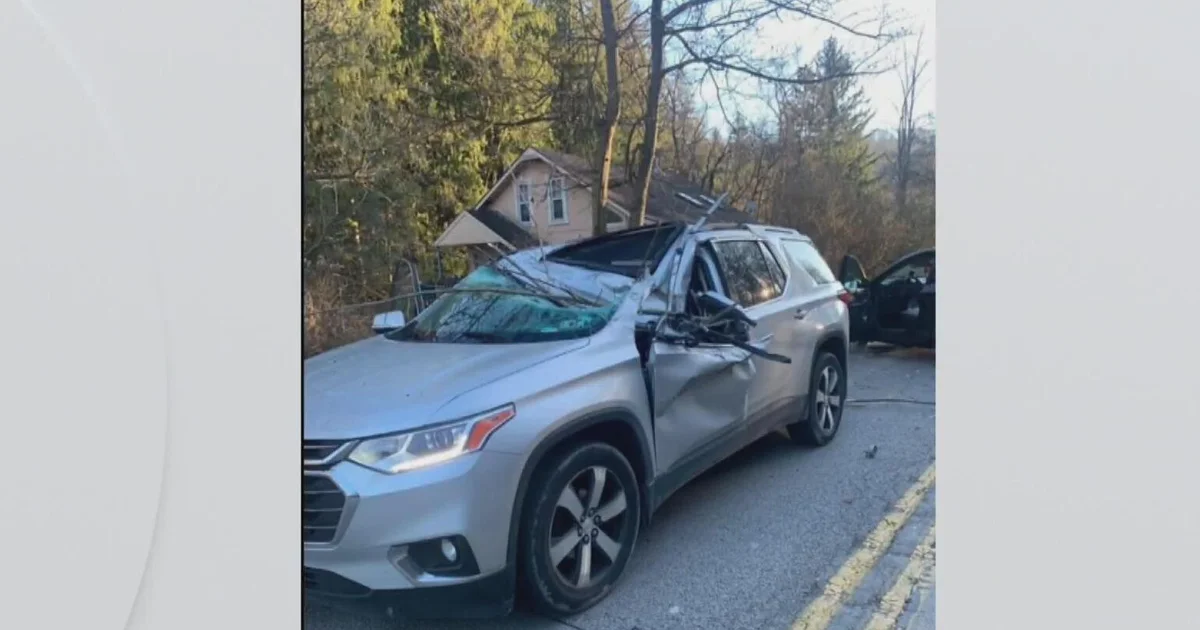Featured image for Tree Falls on Car, Woman Killed in White Oak