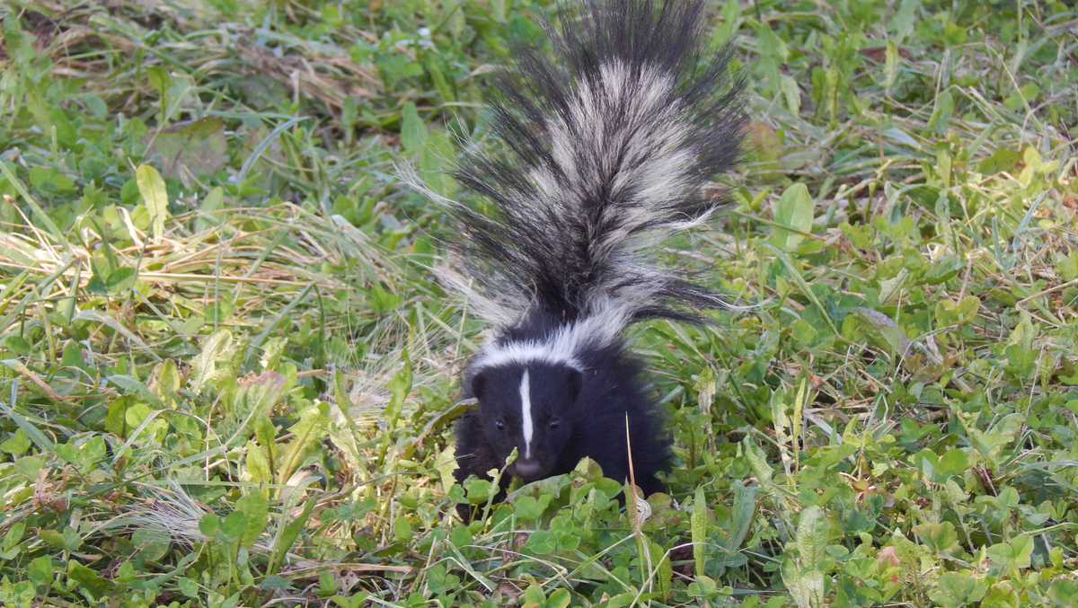 Featured image for Rabid skunk exposure confirmed in Greenville County, South Carolina