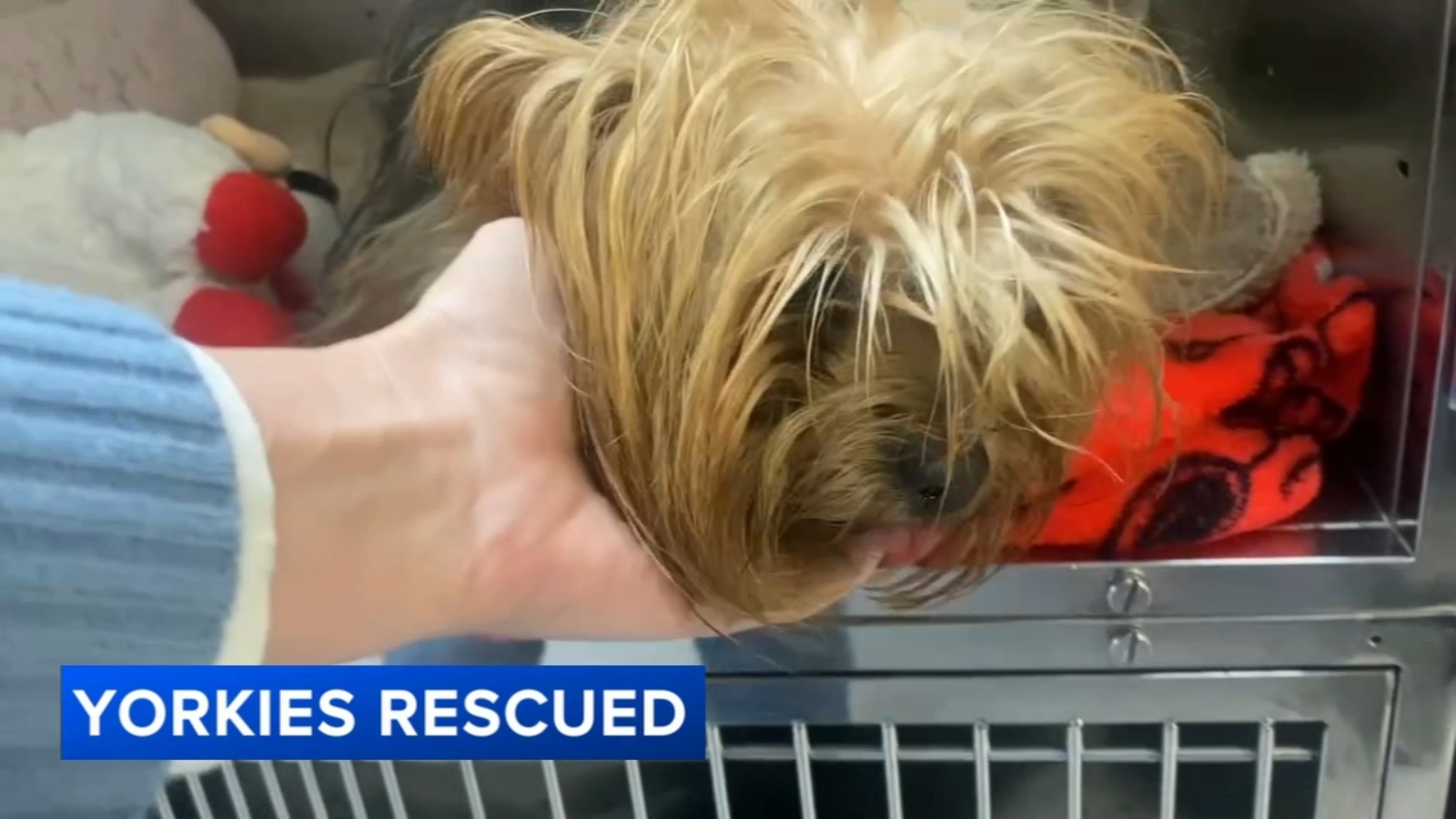 Featured image for Nine Yorkshire Terriers Rescued After Owner's Death in Philadelphia