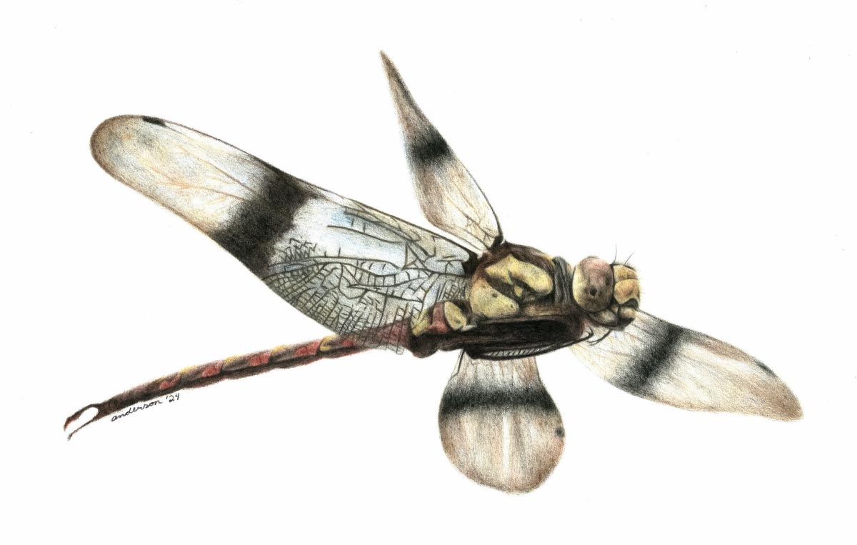 Featured image for Canada's First Dinosaur-Era Dragonfly Fossil Discovered
