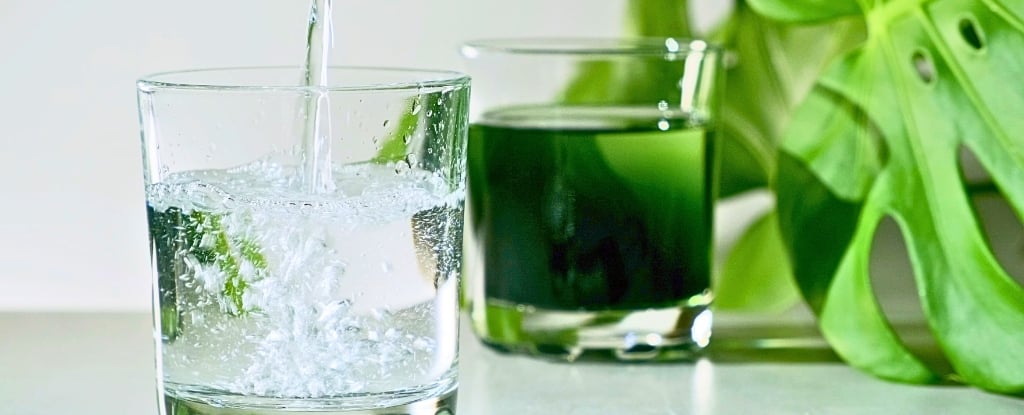 Featured image for Decoding the Truth Behind Popular Supplements: Chlorophyll, Collagen, and Alkaline Water