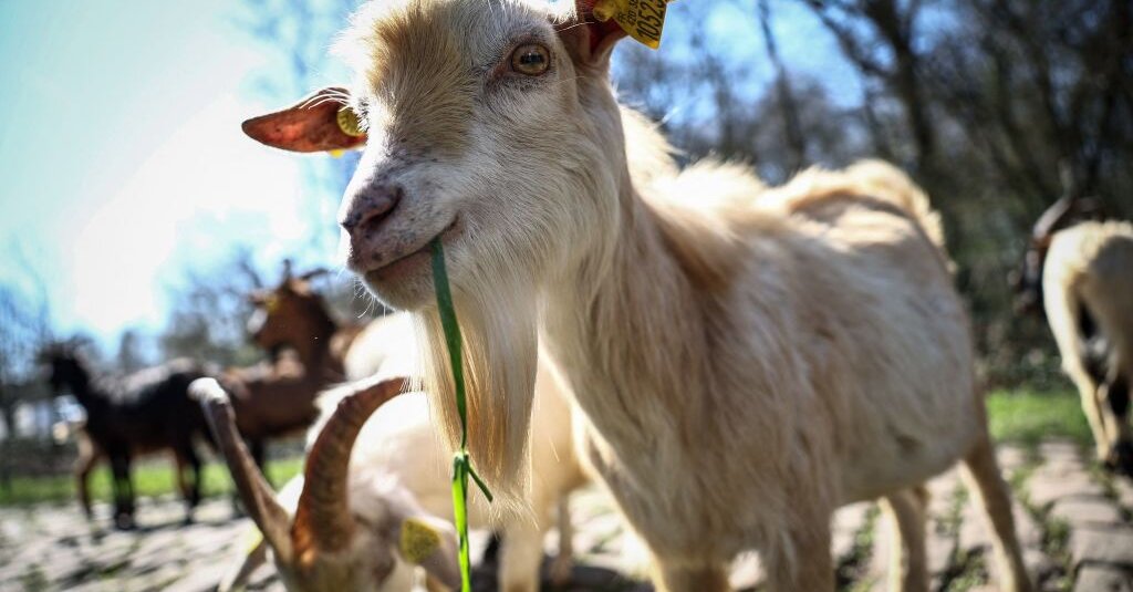 Featured image for NYT Crossword Answers: Musical Personalities and Utah Students