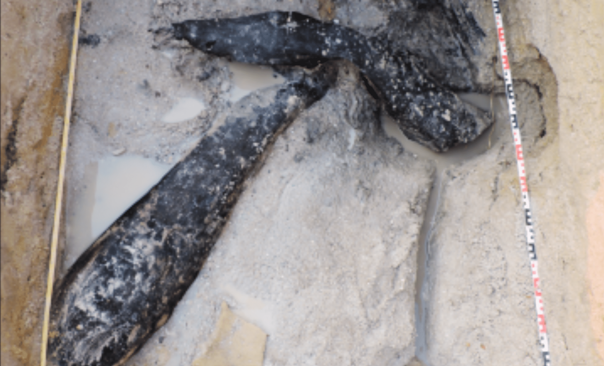 Featured image for Ancient Wooden Structure Discovered in Zambia Sheds Light on Early Human Innovation