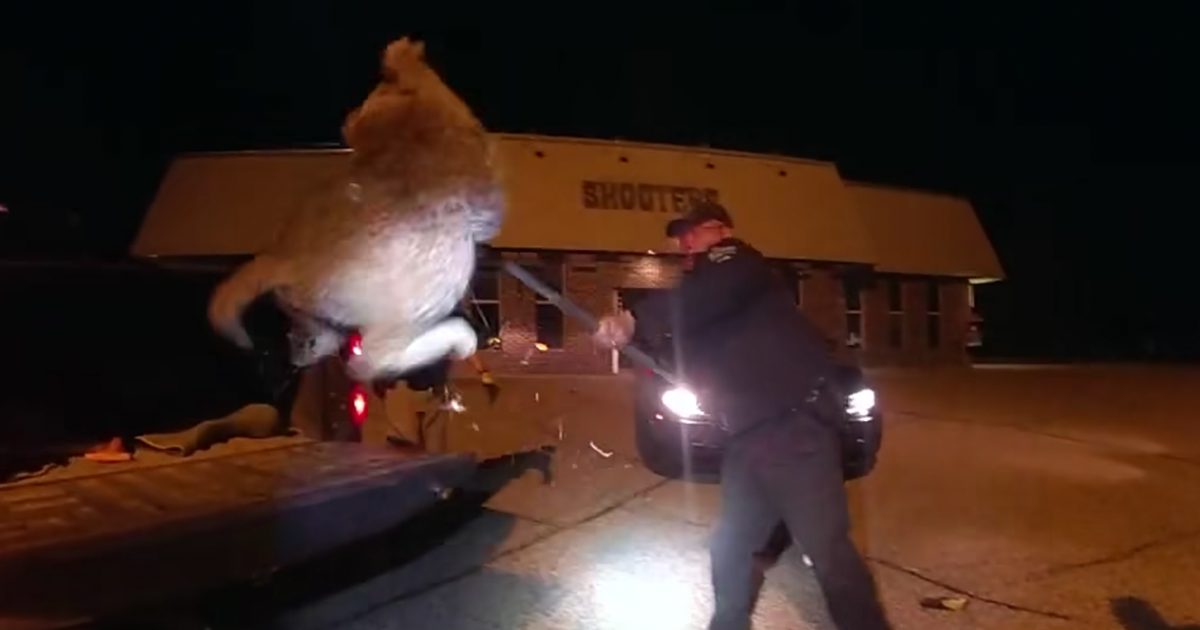 Featured image for Wisconsin Deputies Rescue Bobcat Trapped in Car