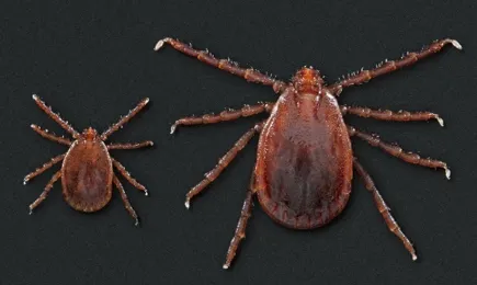 Featured image for CDC Issues Alert on Deadly Rocky Mountain Spotted Fever Outbreak