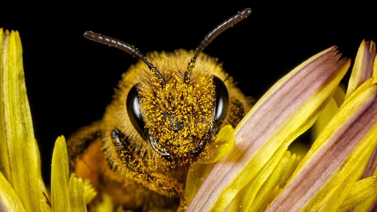 Featured image for Reversing the Origin Story: Honey Bees' Surprising Roots Unveiled in New Study.