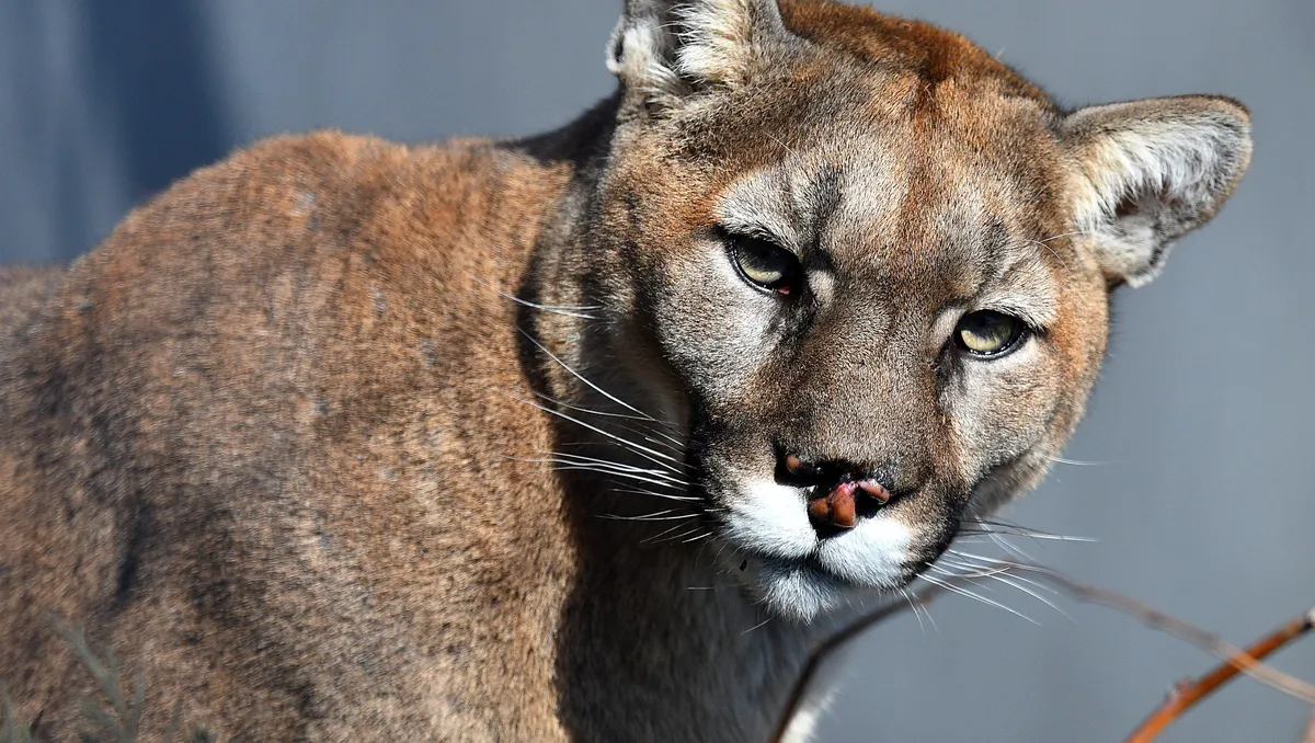 Featured image for California Homeowner's Dog Chases Off Mountain Lion