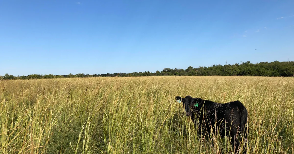 Featured image for Mysterious Cases of Dead Cows with Tongues Removed Baffle Texas Authorities