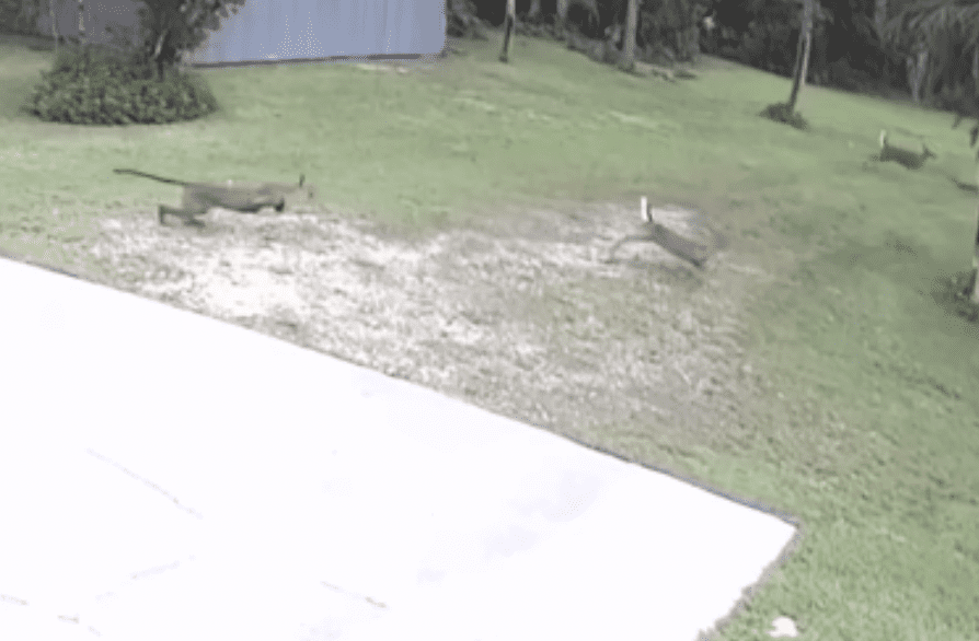 Featured image for Close Encounters: Florida Panther's Surprising Interactions with Wildlife and Humans