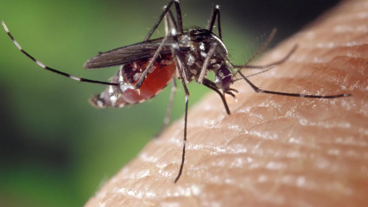 Featured image for West Nile-infected mosquitoes on the rise in Larimer County