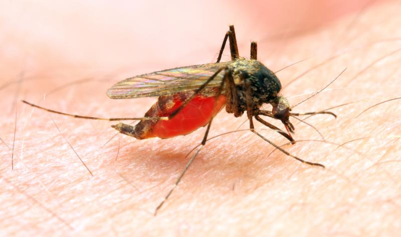 Featured image for CDC Warns of Rising Malaria Risk from Local US Cases