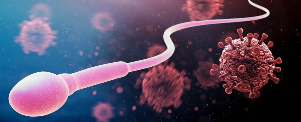 Featured image for COVID-19's Unexpected Impact on Sperm and Future Generations