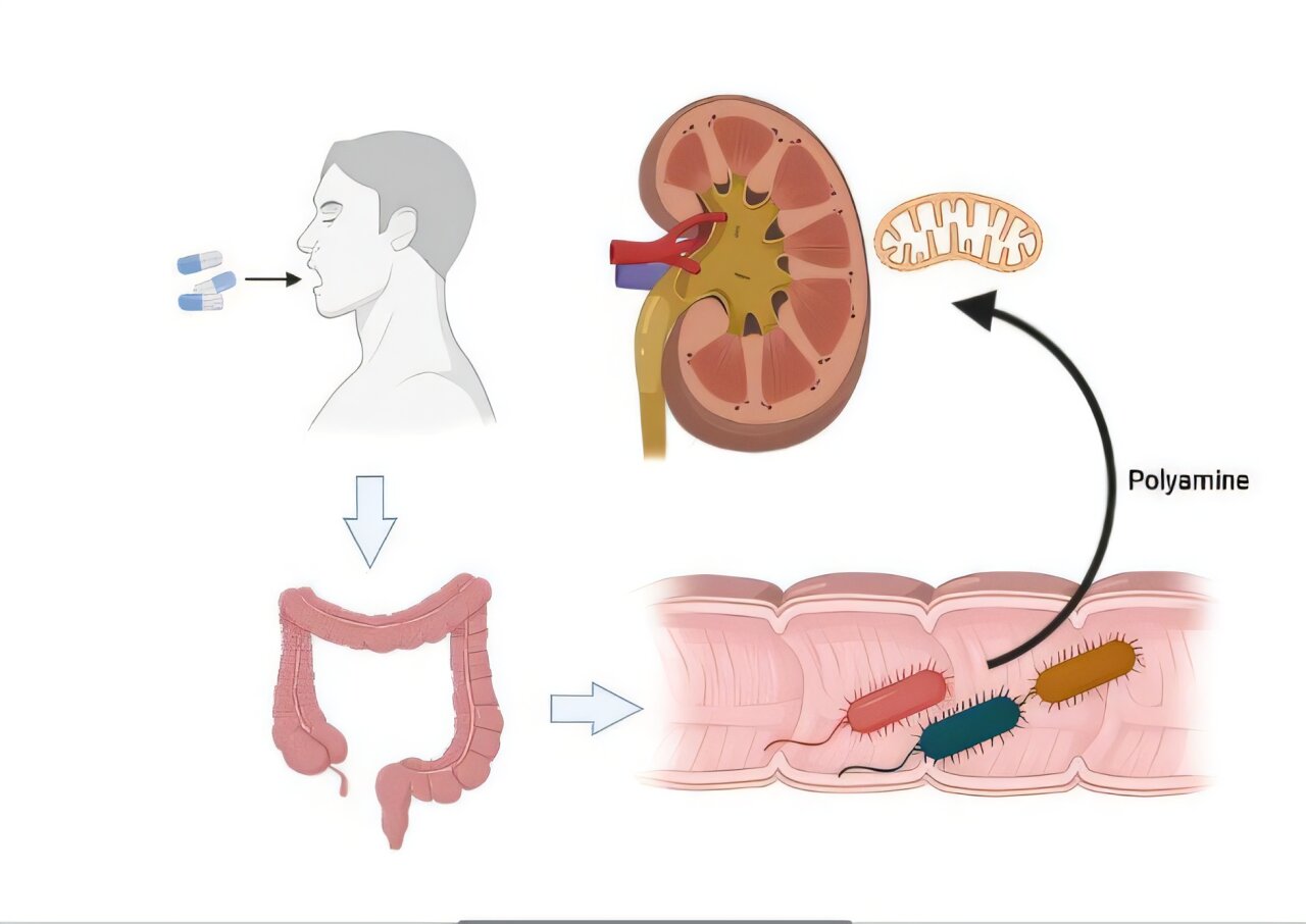 Featured image for Constipation Drug Lubiprostone Shows Promise in Improving Kidney Function in CKD Patients