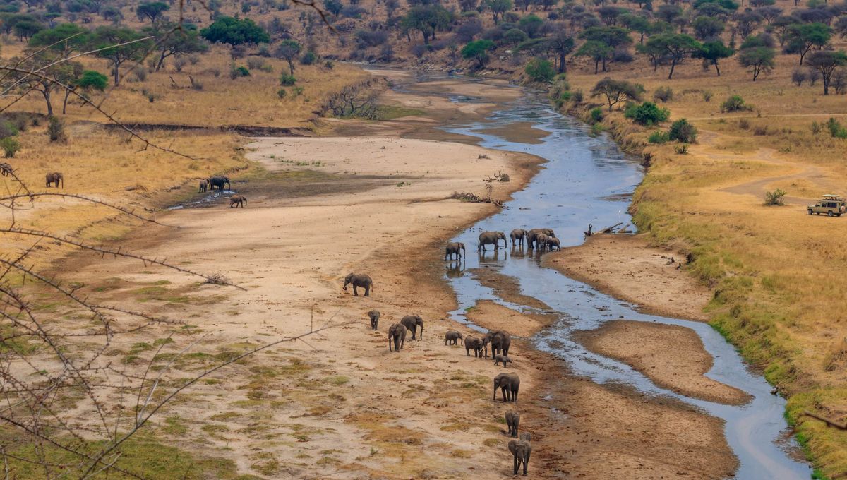 Featured image for Why Africa Dominates the World's Largest Land Animals